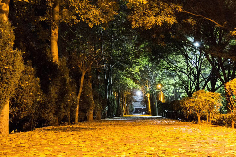 学校夜景美如画.jpg